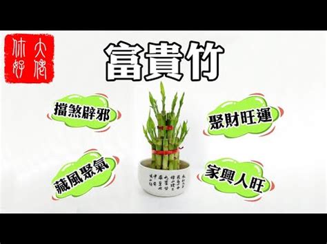 竹柏財位|【竹柏財位】竹柏財位：擺放得宜旺財運，化煞招財好運到 – 每日。